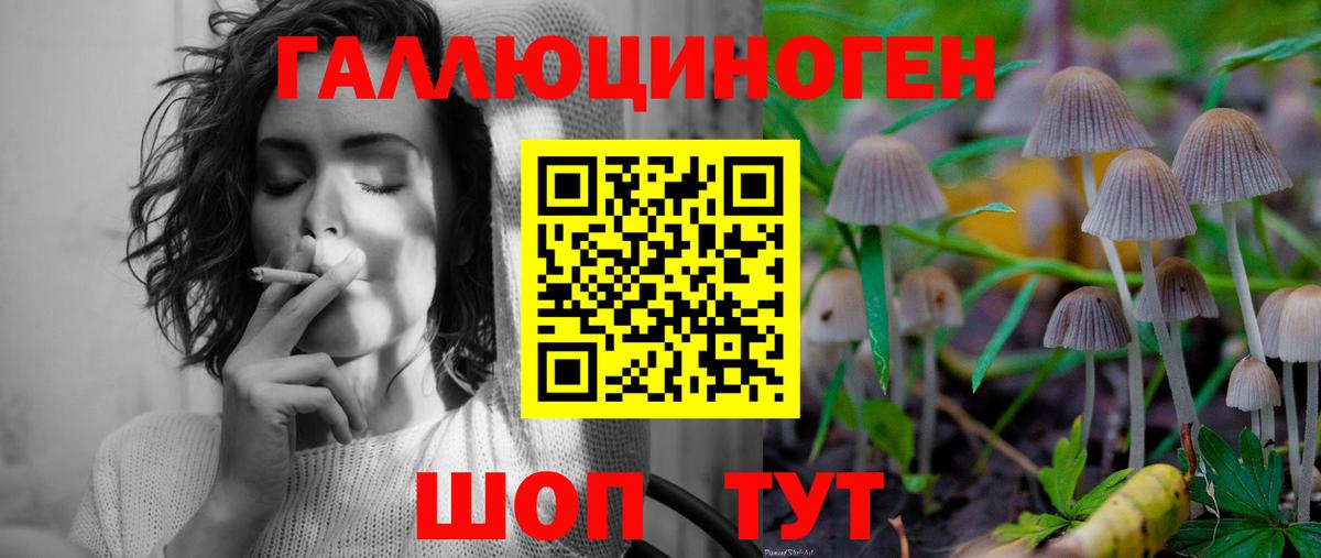 Галлюциногенные грибы Psilocybe Калуга